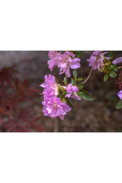 Rhododendron Elsie Lee